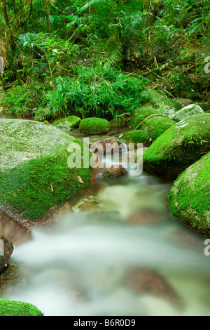 Wurumbu Creek is a small stream in the Mossman Gorge section of Daintree National Park, Queensland, Australia Stock Photo