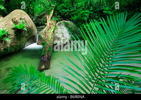 Wurumbu Creek is a small stream in the Mossman Gorge section of Daintree National Park, Queensland, Australia Stock Photo