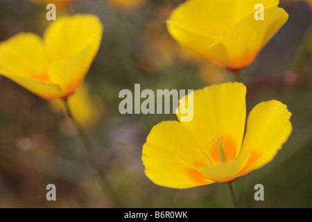 Escholtzia californica 'California poppy' Yellow flower head. Stock Photo
