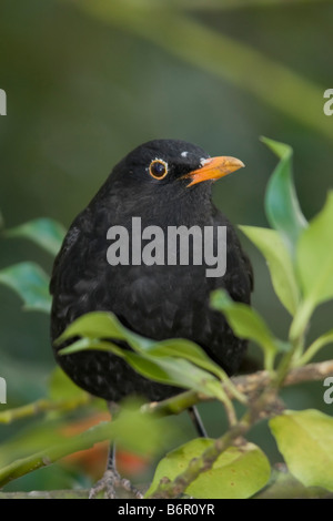 Blackbird taken in Kelsey Park Beckenham Kent Stock Photo