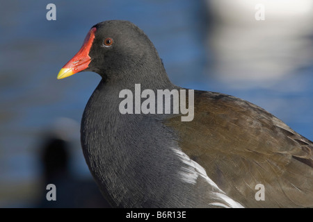 Moorhen taken in Kelsey Park Beckenham Kent Stock Photo