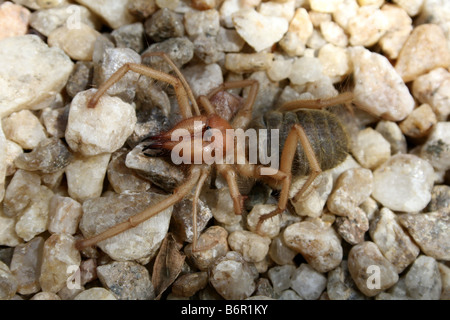 Wind scorpion camel spider sun scorpion - Ammotrechella stimpsoni - is ...