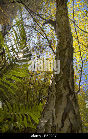 in autumn forest, Germany, Saxony, Vogtlaendische Schweiz Stock Photo
