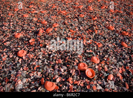 Broken pieces of clay pigeons on the ground Stock Photo