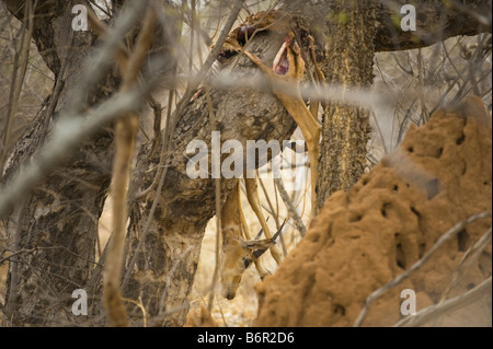 killed dead impala Impala prey take of a leopard typically hanging in the tree rip open rip up capture feed food Stock Photo