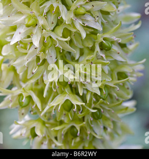 eucomis bicolor pineapple lily Stock Photo
