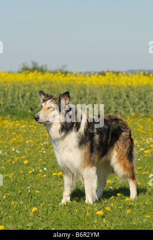 Rough Collie dog standing in a flower meadow Stock Photo