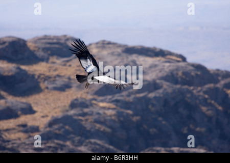 Andean Condor Overflying Quebrada del Condorito Stock Photo