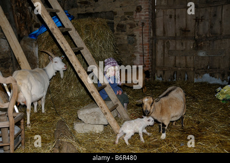 Stock photo of a little 3 year old girl sitting down in the barn looking at a newborn baby goat Stock Photo
