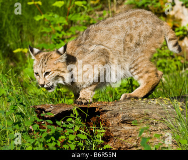 Bobcat  ready to pounce on  a fallen log- controlled conditions Stock Photo