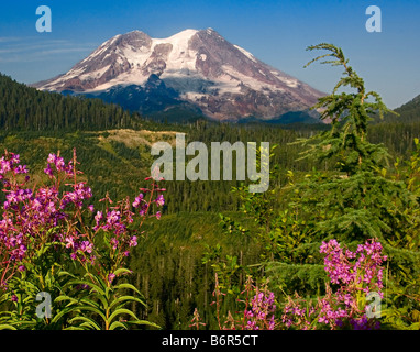Mount Rainier across a valley with wildflowers in the foreground Stock Photo