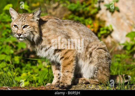 Bobcat  sitting on a fallen log - controlled conditions Stock Photo