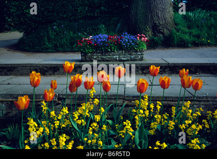 Spring flowering bright orange tulips and yellow wallflowers Stock Photo