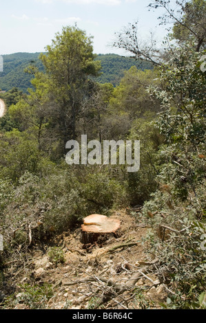 cutting down trees to thin out the forest A tree stub remains in the ground after cutting down the tree Stock Photo