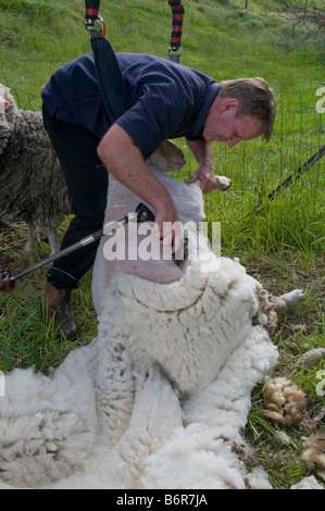 Shearing sheep by hand with shears Stock Photo - Alamy