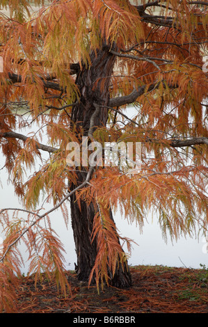 Chinese Swamp Cypress (Glyptostrobus pensilis) in Autumn colour at Orange Botanical Gardens, NSW Australia Stock Photo