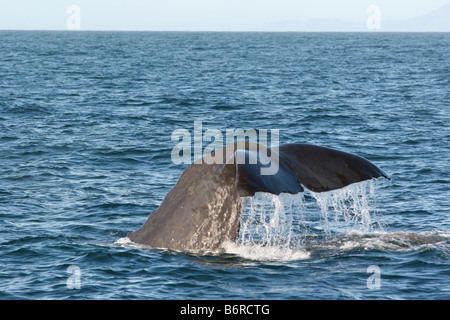 A Sperm Whale dives of the Coast of Kaikoura, New Zealand Stock Photo