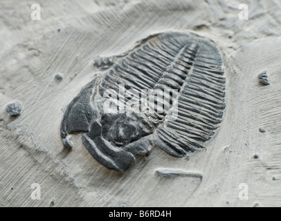 Trilobite Fossil on Matrix. Elrathie kingii (Cambrian). Wheeler Shale Delta, Utah. USA. Body 3cm long Stock Photo
