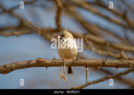 Scaly-feathered Finch, Okonjima, Namibia Stock Photo