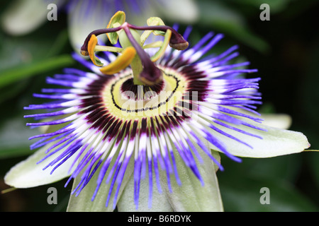 Passion flower 'Passiflora caerulea' striking flower head, white, blue and purple. Stock Photo
