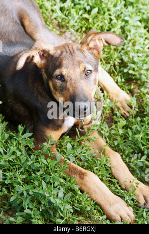 mongrel dog lying on the grass Stock Photo