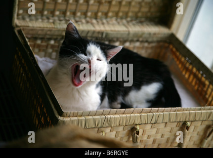 Miss Muffet two month old kitten Stock Photo