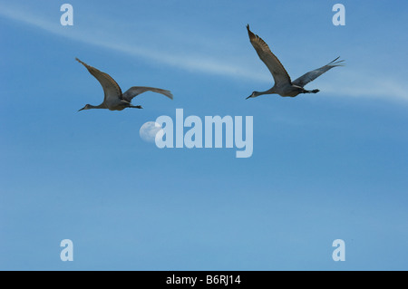 Pair of Sandhill Cranes in flight against sky Stock Photo