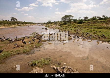 Masai Mara Game Park Kenya Africa Stock Photo