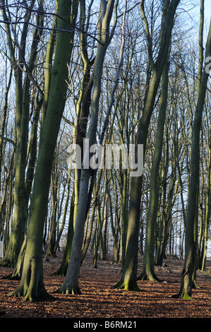 Beech trees in winter Elmbridge Surrey UK Stock Photo