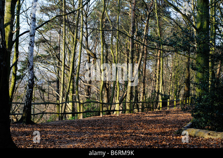 Woodland path with beech trees in winter Elmbridge Surrey UK Stock Photo