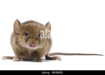 a common mouse on white Stock Photo