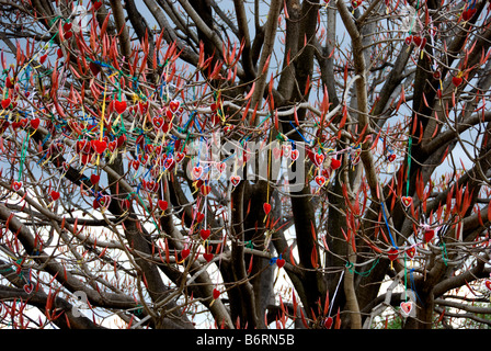 The Love Tree at the entrance to the Butterfly Spring, Dali, Yunnan Province, China festooned with heart-shaped decorations. Stock Photo