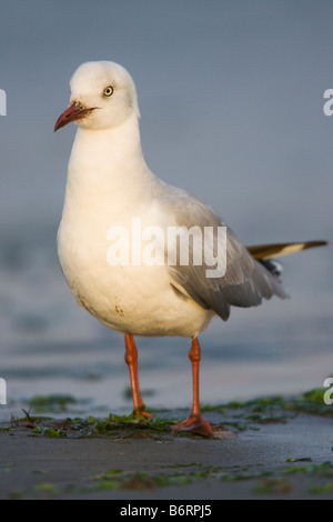 Grey-headed Gull (Larus cirrocephalus poiocephalus) standing on a beach Stock Photo