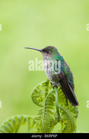 Many-spotted Hummingbird (Taphrospilus hypostictus) perched on a fern