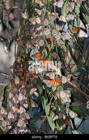 Monarch butterflies at Pismo Beach, California, USA. Stock Photo