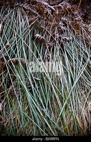 Frost Covered Grass Ferns Reeds Near Roseberry Topping North Yorkshire England Stock Photo