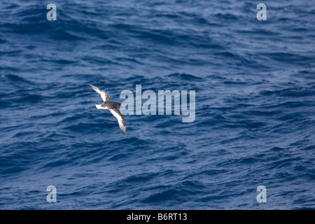 Antarctic petrel Thalassoica antarctica in flight Southern Ocean Antarctica Stock Photo