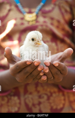 Young chick in the hands of an indian girl. Andhra Pradesh, India. Selective focus Stock Photo