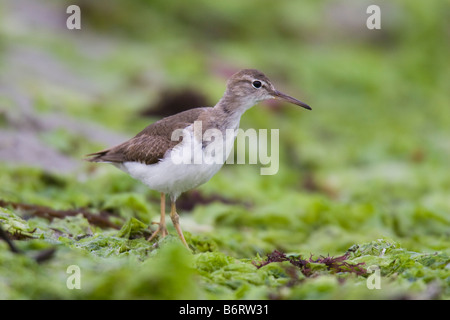 Spotted Sandpiper (Actitis macularia) walking across an algae-covered beach Stock Photo