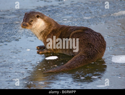 Eurasian Otter (Lutra lutra) sitting on frozen Pond, UK Stock Photo