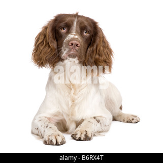 English Springer Spaniel 10 months in front of a white background Stock Photo