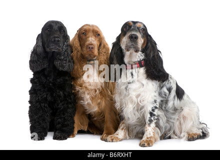 group of three Cocker Spaniels in front of a white background Stock Photo