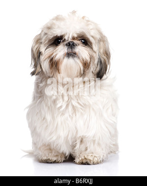 Shih Tzu 1 year in front of a white background Stock Photo