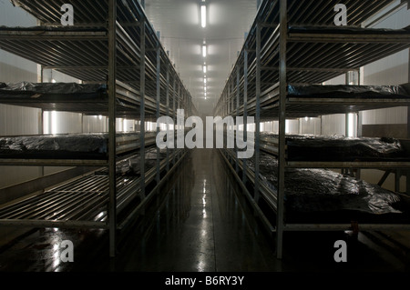 shelves of organic compost are kept under controlled environmental conditions for intensive mushroom farming Stock Photo