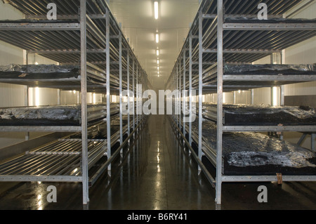 shelves of organic compost are kept under controlled environmental conditions for intensive mushroom farming Stock Photo