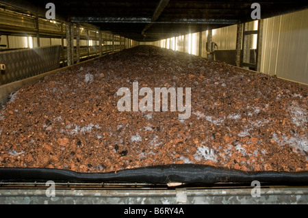 shelves of organic compost are kept under controlled environmental conditions for intensive mushroom farming Stock Photo