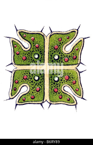 Melethallia / Gesellige Algetten, Fam Hydrodictyea / Hydrodictyaceae, Name Pediastrum, 5/ Pediastrum crutiatum Stock Photo