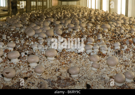 shelves of organic compost are kept under controlled environmental conditions for intensive portobello mushroom farming Stock Photo