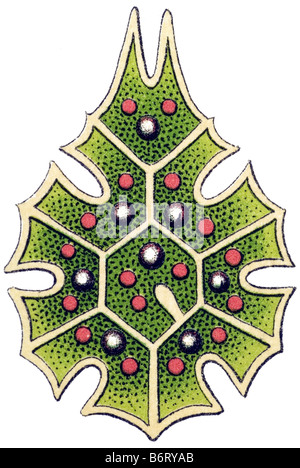 Melethallia / Gesellige Algetten, Fam Hydrodictyea / Hydrodictyaceae, Name Pediastrum, 13/ Pediastrum Darwinii Stock Photo