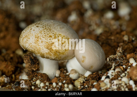 Agaricus Bisporus Portobello mushrooms Stock Photo